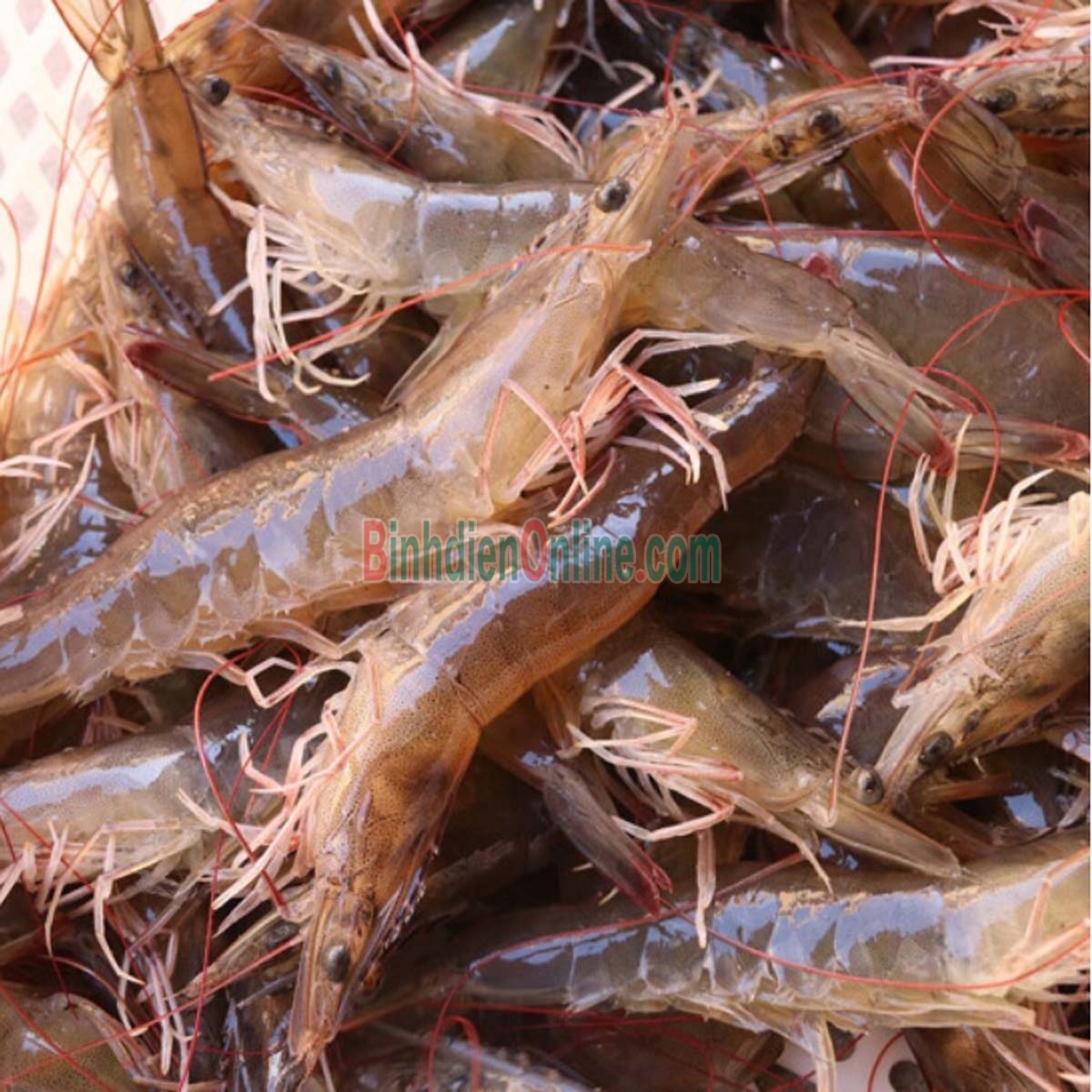 Tôm thẻ sống nuôi sạch